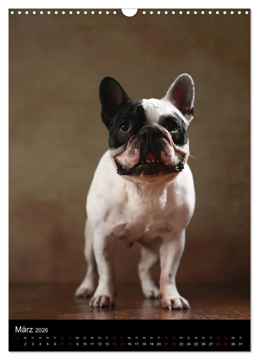 Bild: 9783516419672 | Bullys mit Charme - Französische Bulldoggen im Portrait...