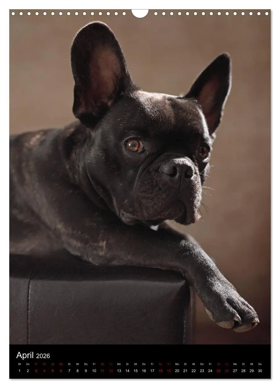 Bild: 9783516419672 | Bullys mit Charme - Französische Bulldoggen im Portrait...