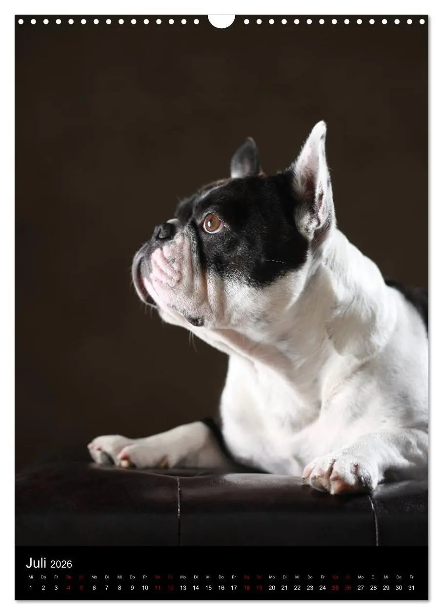 Bild: 9783516419672 | Bullys mit Charme - Französische Bulldoggen im Portrait...