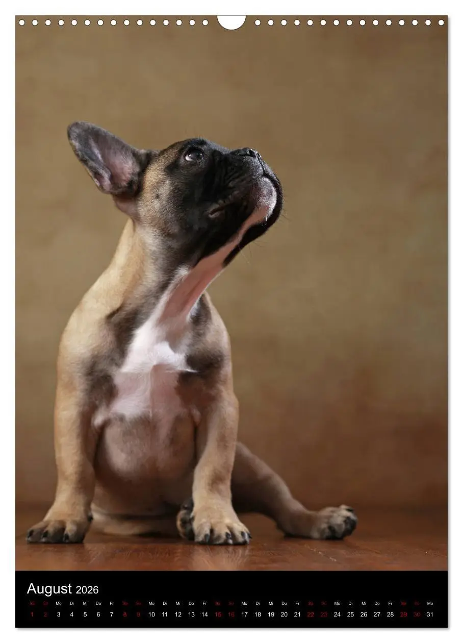 Bild: 9783516419672 | Bullys mit Charme - Französische Bulldoggen im Portrait...