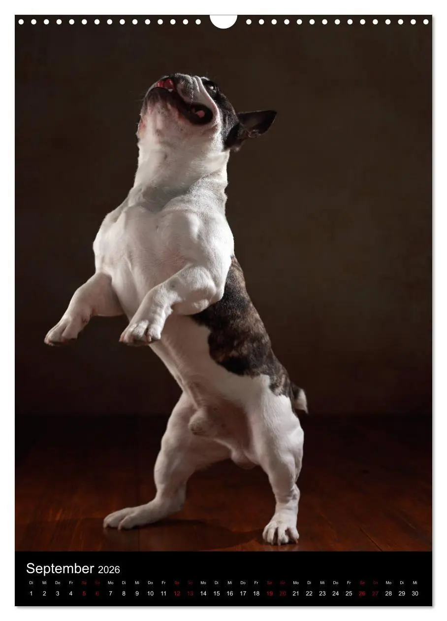 Bild: 9783516419672 | Bullys mit Charme - Französische Bulldoggen im Portrait...