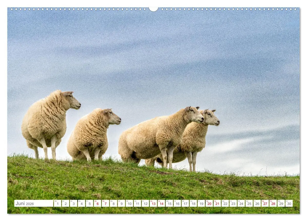 Bild: 9783457479872 | Naturerlebnis Rømø (hochwertiger Premium Wandkalender 2026 DIN A2...