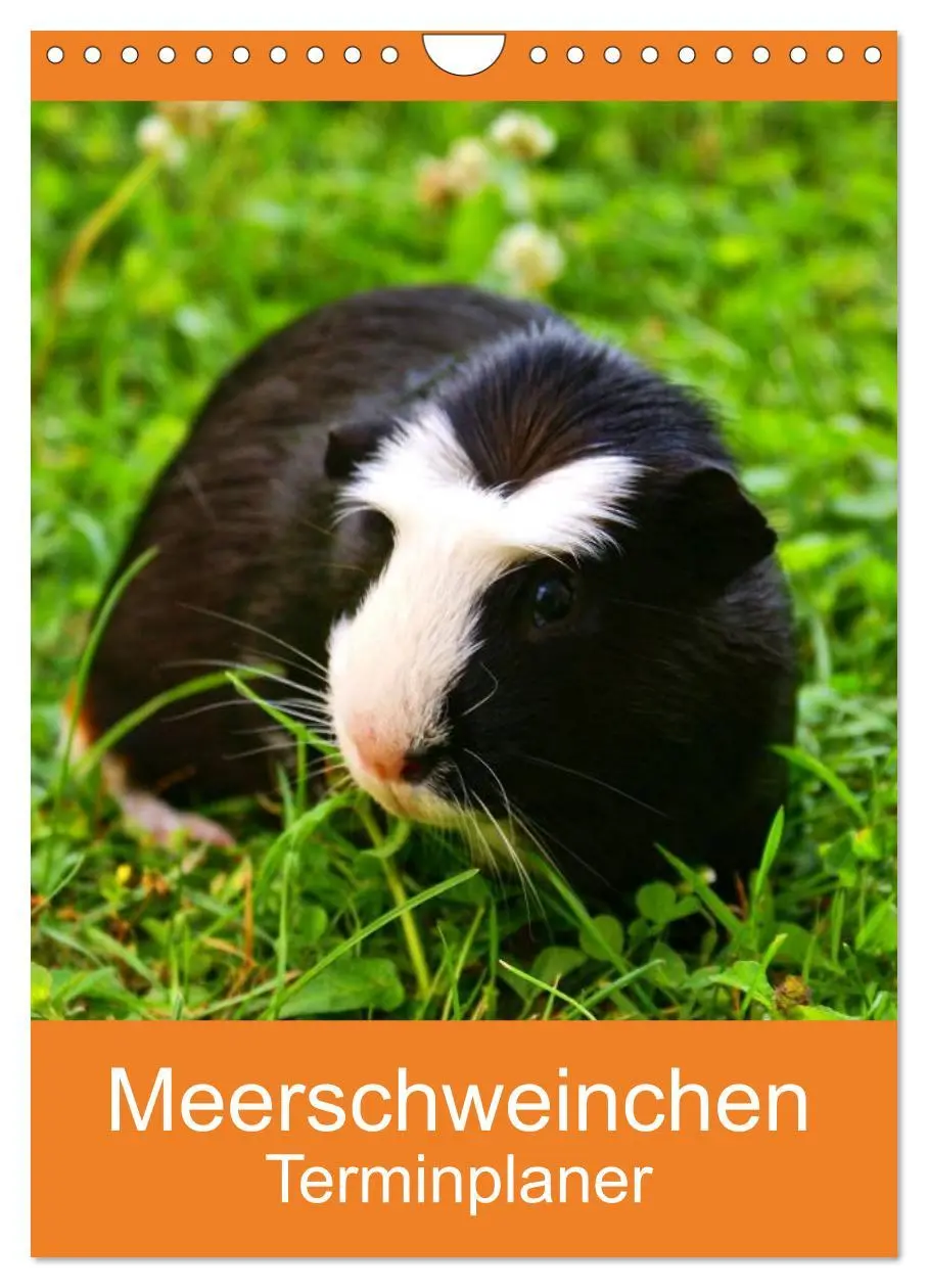 Cover: 9783516430073 | Meerschweinchen Terminplaner (Wandkalender 2026 DIN A4 hoch),...