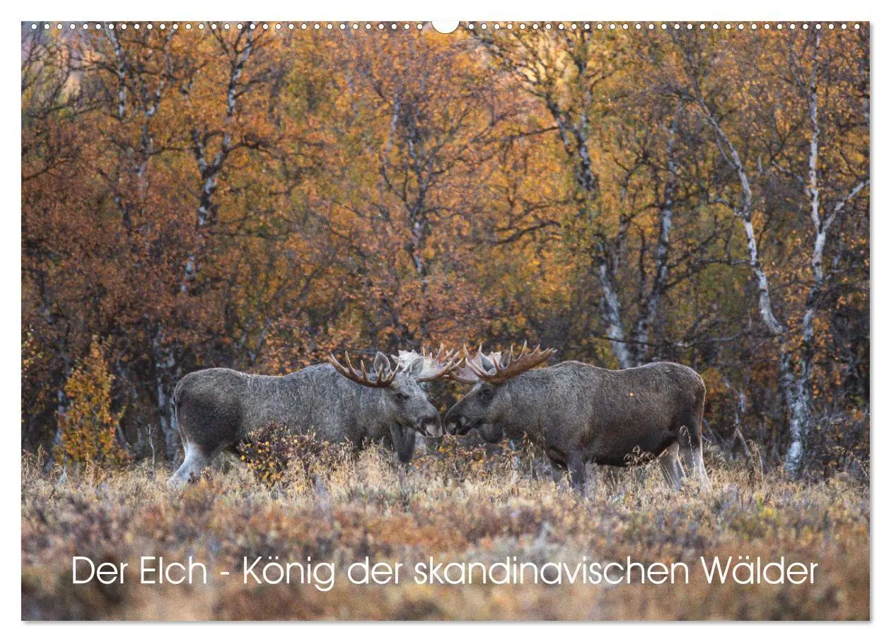 Cover: 9783457570173 | Der Elch - König der skandinavischen Wälder (Wandkalender 2026 DIN...