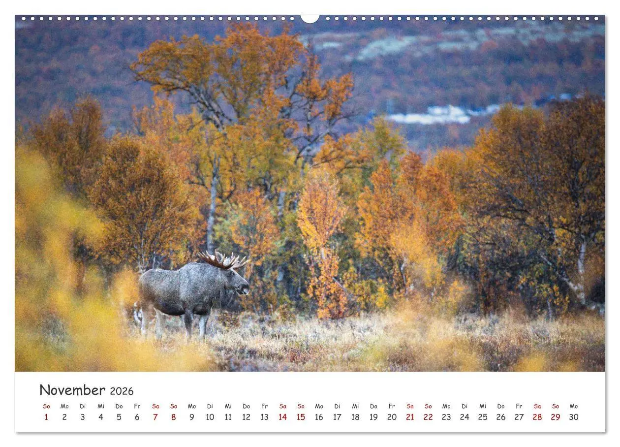 Bild: 9783457570173 | Der Elch - König der skandinavischen Wälder (Wandkalender 2026 DIN...