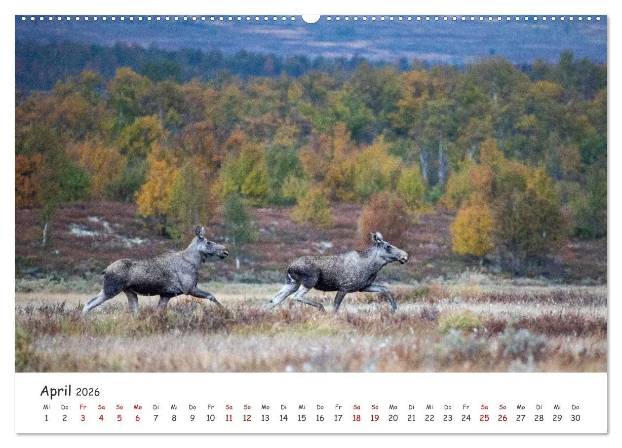 Bild: 9783457570173 | Der Elch - König der skandinavischen Wälder (Wandkalender 2026 DIN...