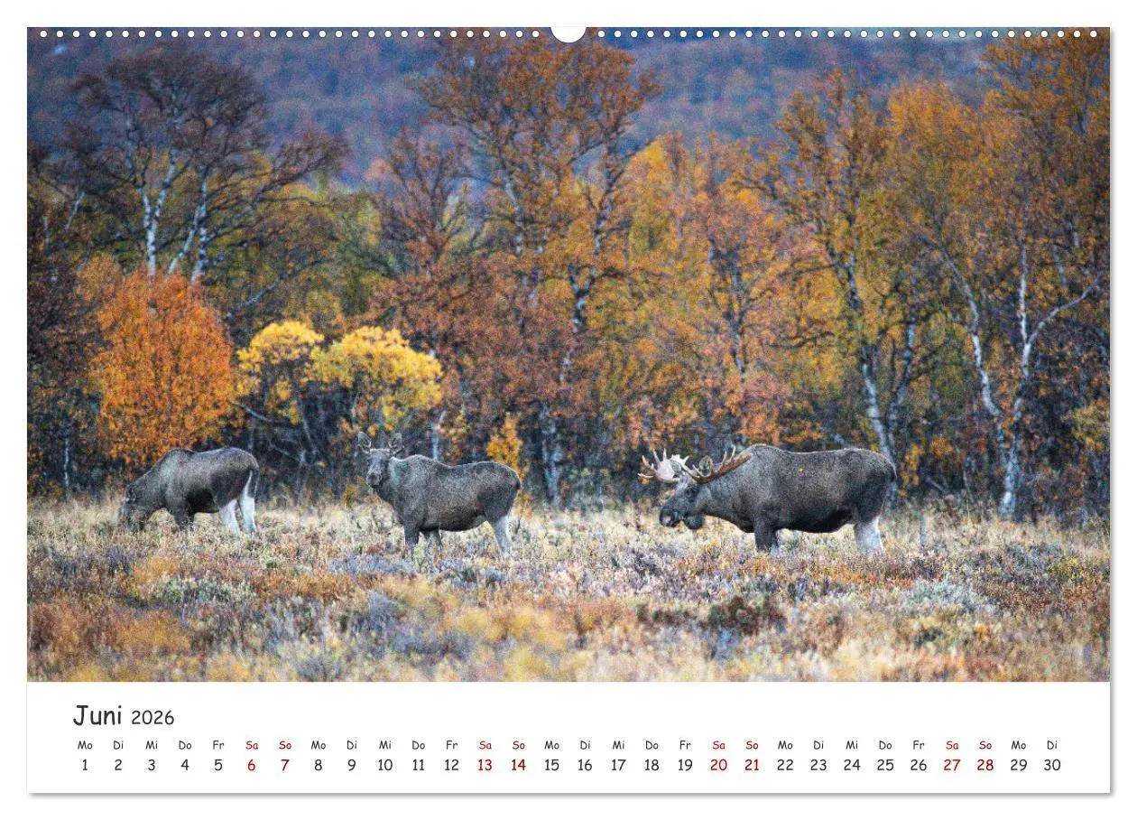 Bild: 9783457570173 | Der Elch - König der skandinavischen Wälder (Wandkalender 2026 DIN...