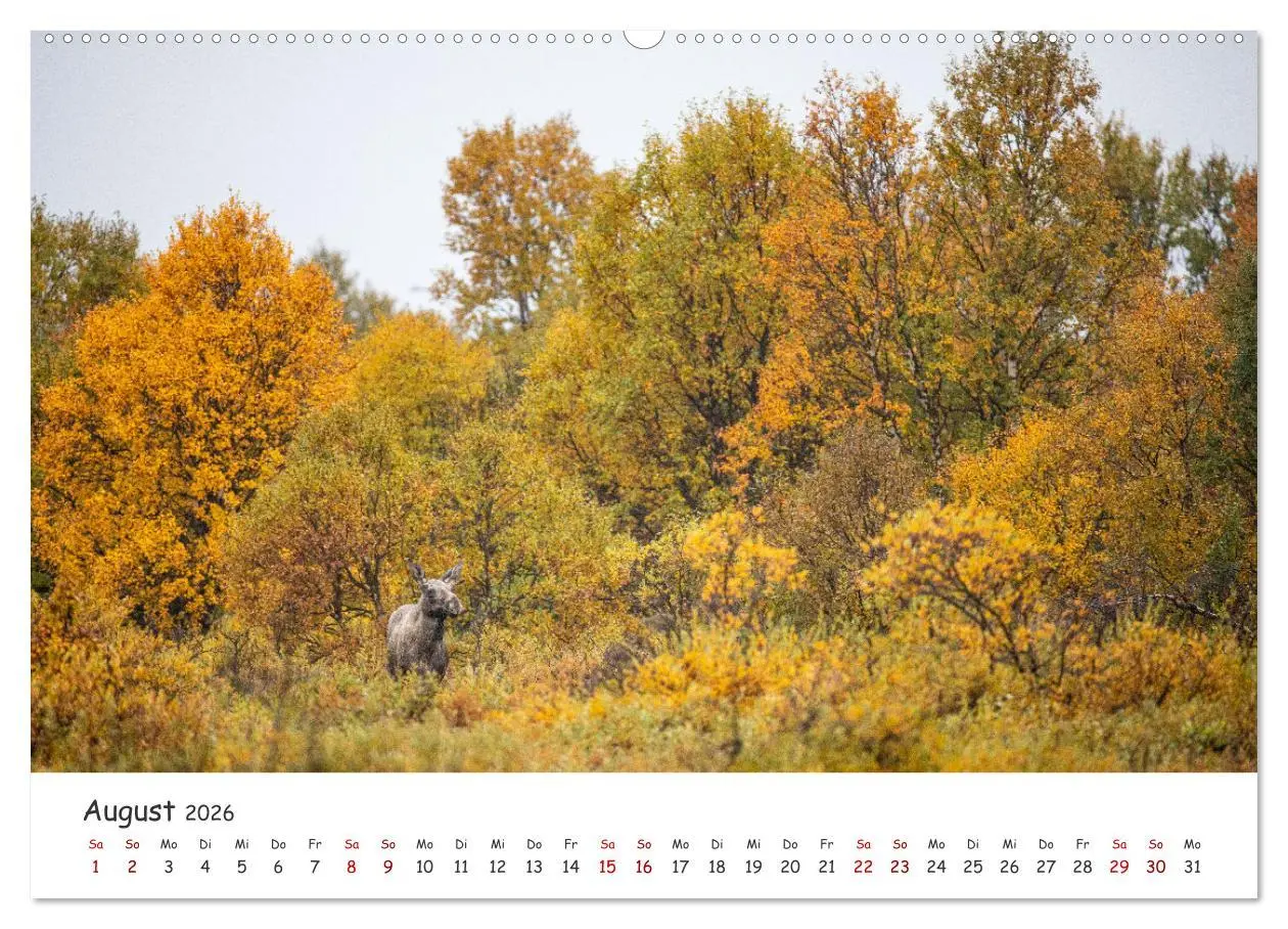Bild: 9783457570173 | Der Elch - König der skandinavischen Wälder (Wandkalender 2026 DIN...