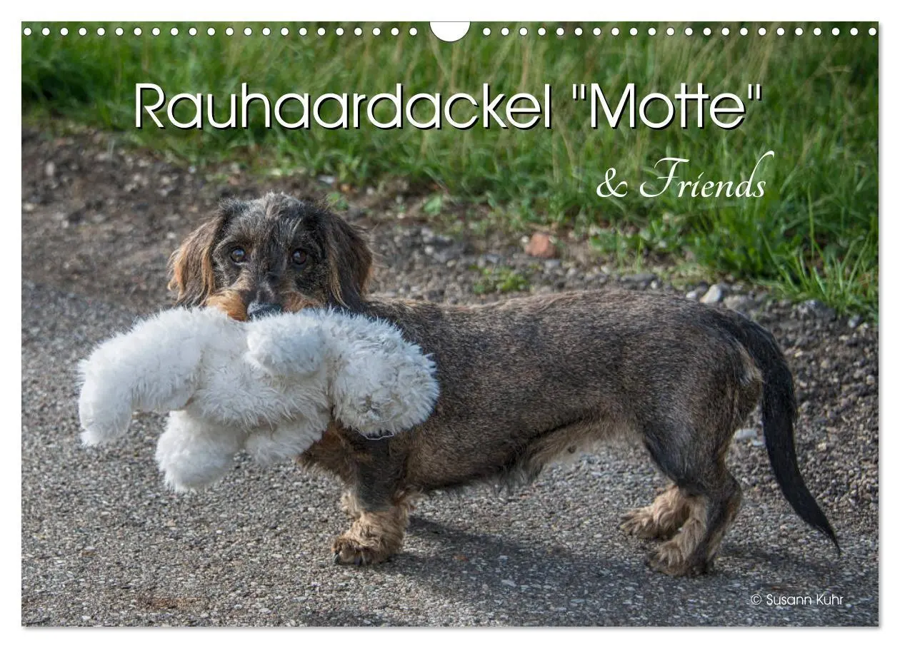 Cover: 9783457930373 | Rauhaardackel Motte &amp; Friends (Wandkalender 2026 DIN A3 quer),...