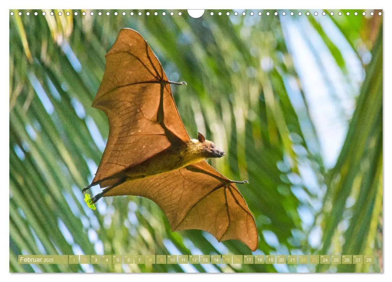 Bild: 9783435070473 | Flughunde: Vegetarische Drachenflieger (Wandkalender 2025 DIN A3...