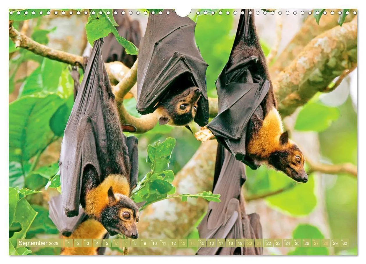 Bild: 9783435070473 | Flughunde: Vegetarische Drachenflieger (Wandkalender 2025 DIN A3...