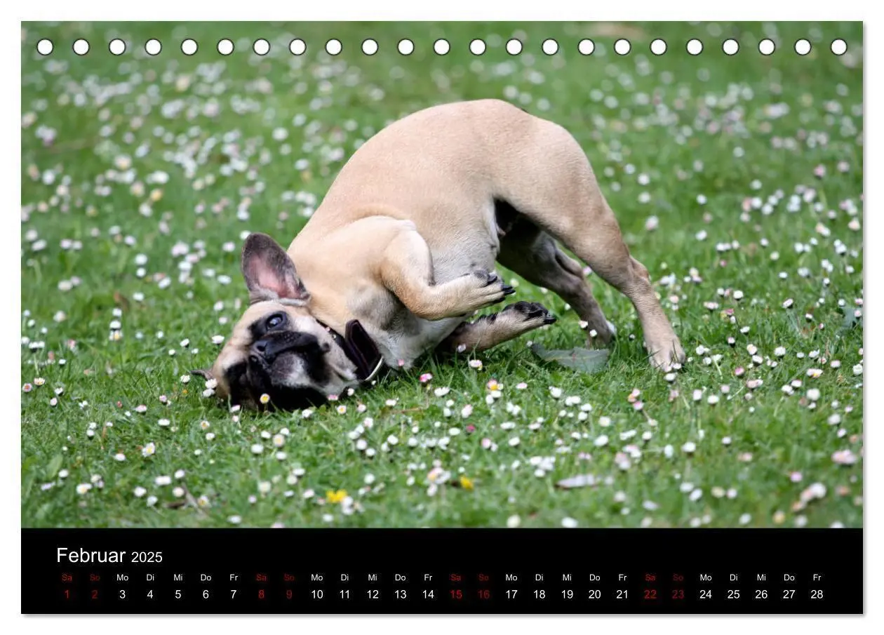 Bild: 9783435370573 | Französische Bulldoggen - Schutzengel auf 4 Pfoten (Tischkalender...