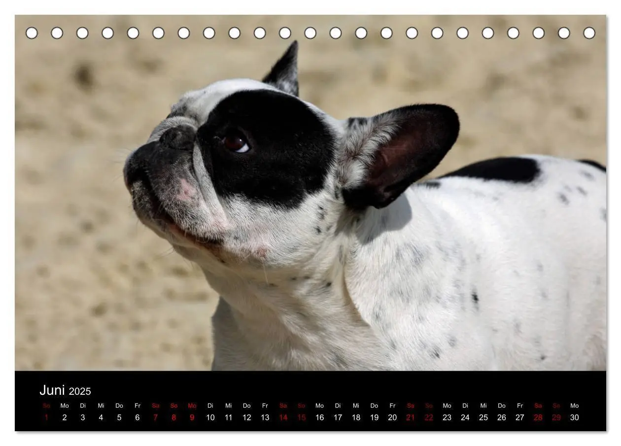Bild: 9783435370573 | Französische Bulldoggen - Schutzengel auf 4 Pfoten (Tischkalender...
