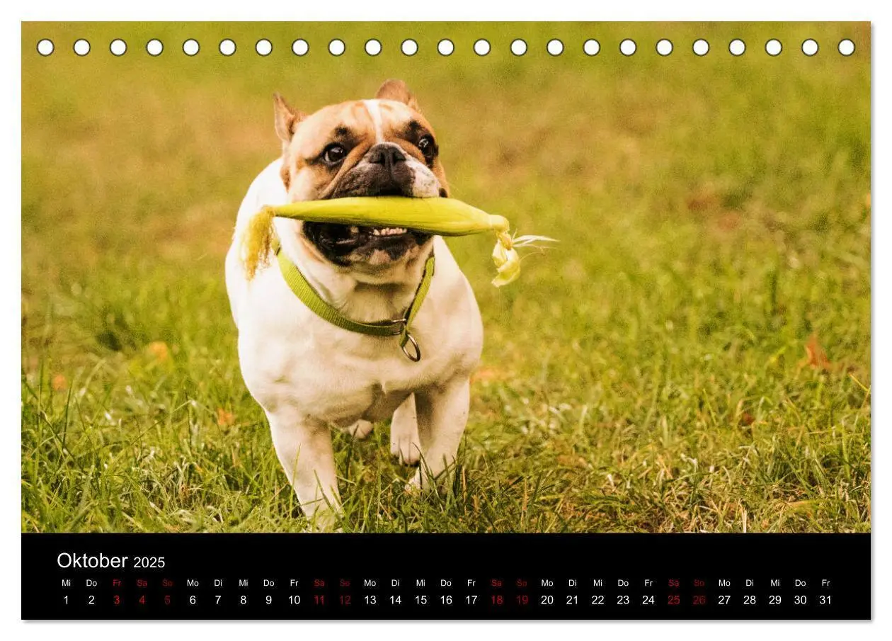 Bild: 9783435370573 | Französische Bulldoggen - Schutzengel auf 4 Pfoten (Tischkalender...