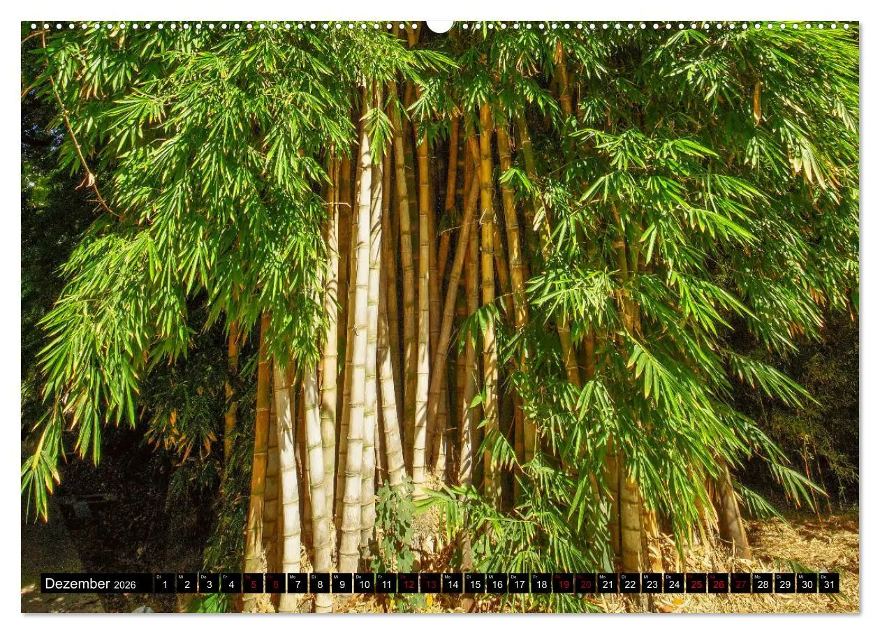 Bild: 9783457750773 | Botanischer Garten Palermo (hochwertiger Premium Wandkalender 2026...