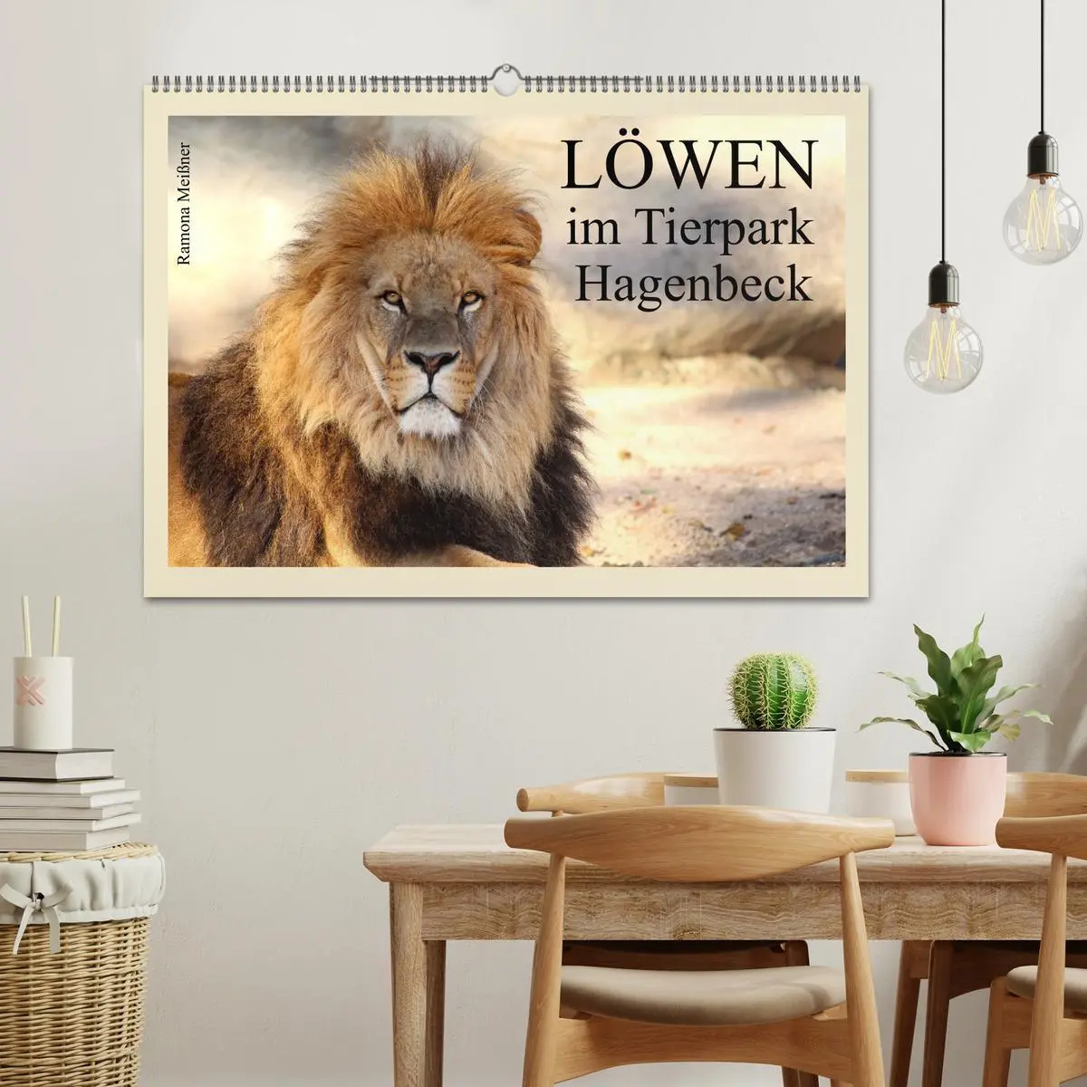Bild: 9783516150773 | Löwen im Tierpark Hagenbeck (Wandkalender 2026 DIN A2 quer),...