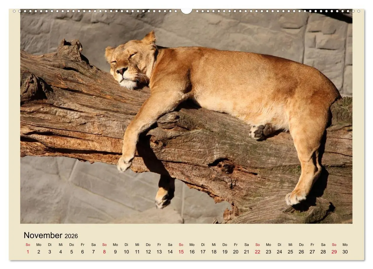 Bild: 9783516150773 | Löwen im Tierpark Hagenbeck (Wandkalender 2026 DIN A2 quer),...