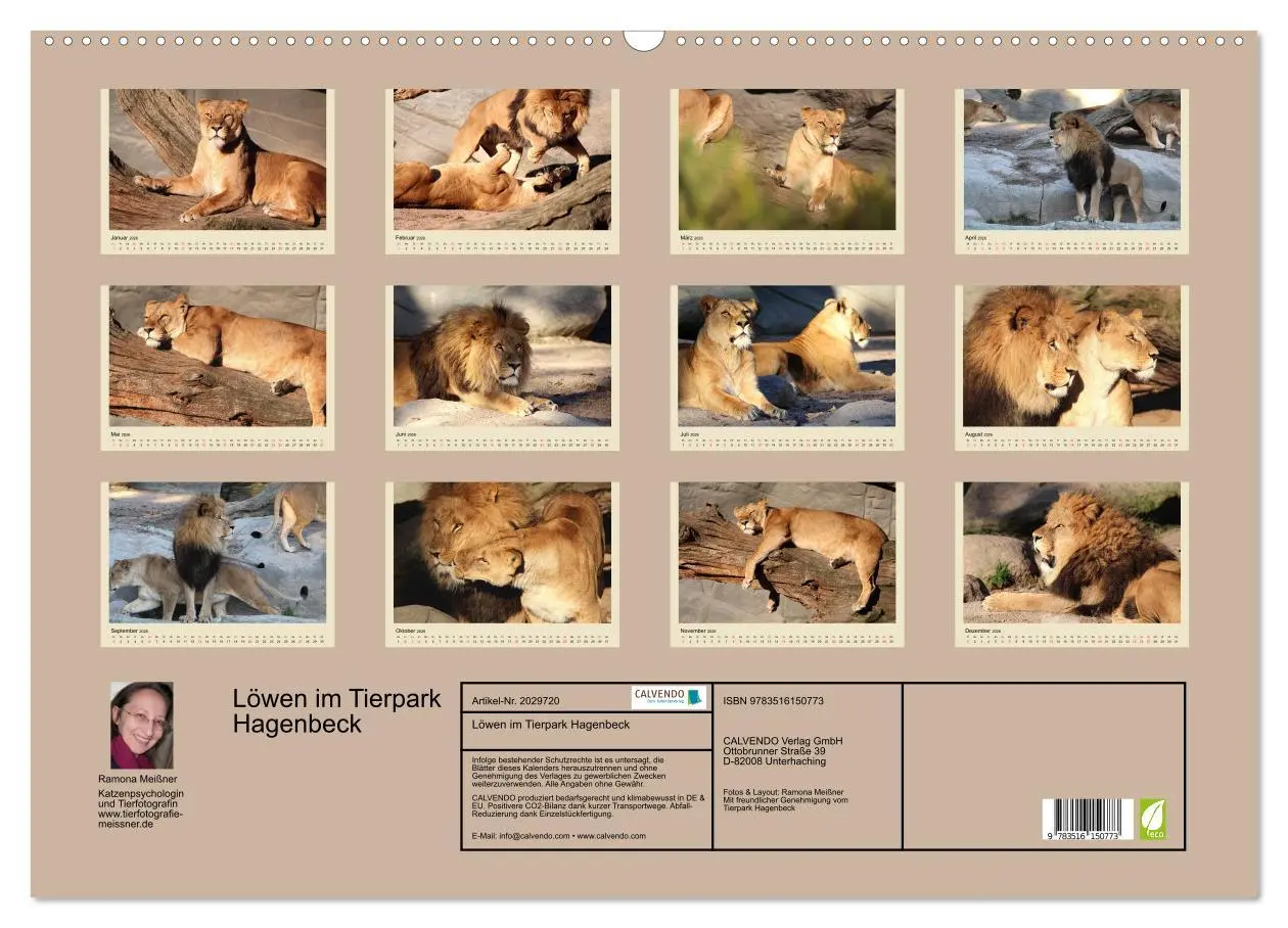 Bild: 9783516150773 | Löwen im Tierpark Hagenbeck (Wandkalender 2026 DIN A2 quer),...