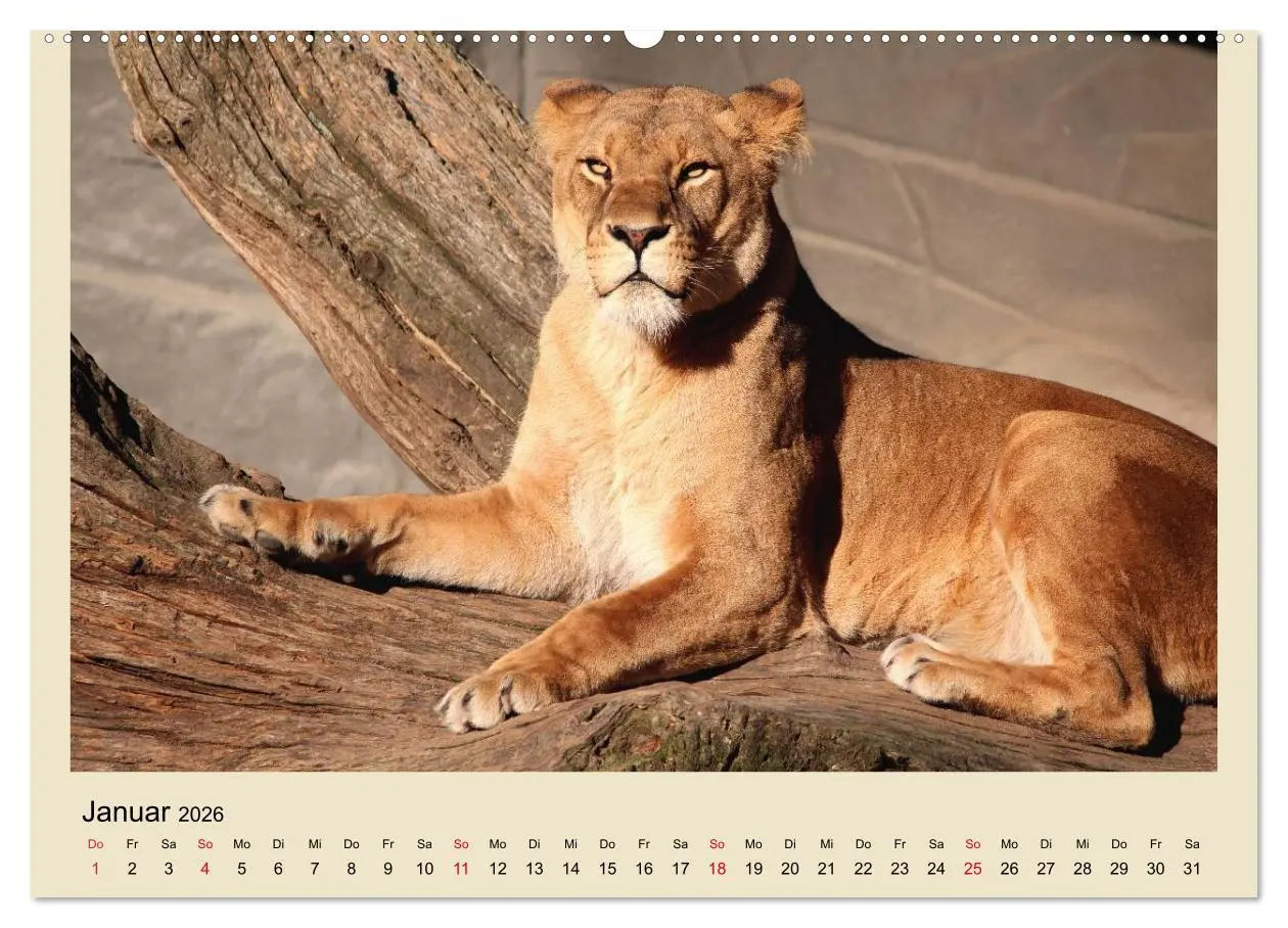 Bild: 9783516150773 | Löwen im Tierpark Hagenbeck (Wandkalender 2026 DIN A2 quer),...