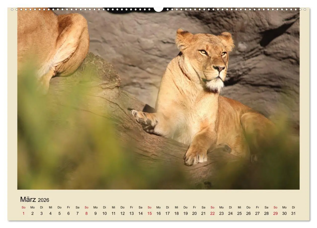 Bild: 9783516150773 | Löwen im Tierpark Hagenbeck (Wandkalender 2026 DIN A2 quer),...
