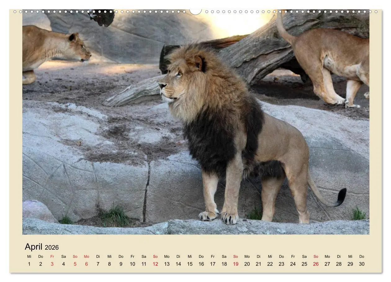 Bild: 9783516150773 | Löwen im Tierpark Hagenbeck (Wandkalender 2026 DIN A2 quer),...