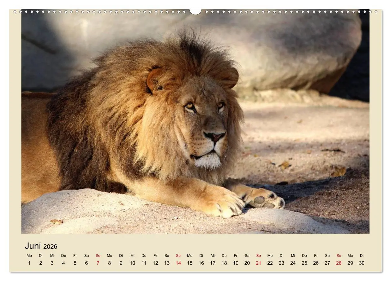 Bild: 9783516150773 | Löwen im Tierpark Hagenbeck (Wandkalender 2026 DIN A2 quer),...