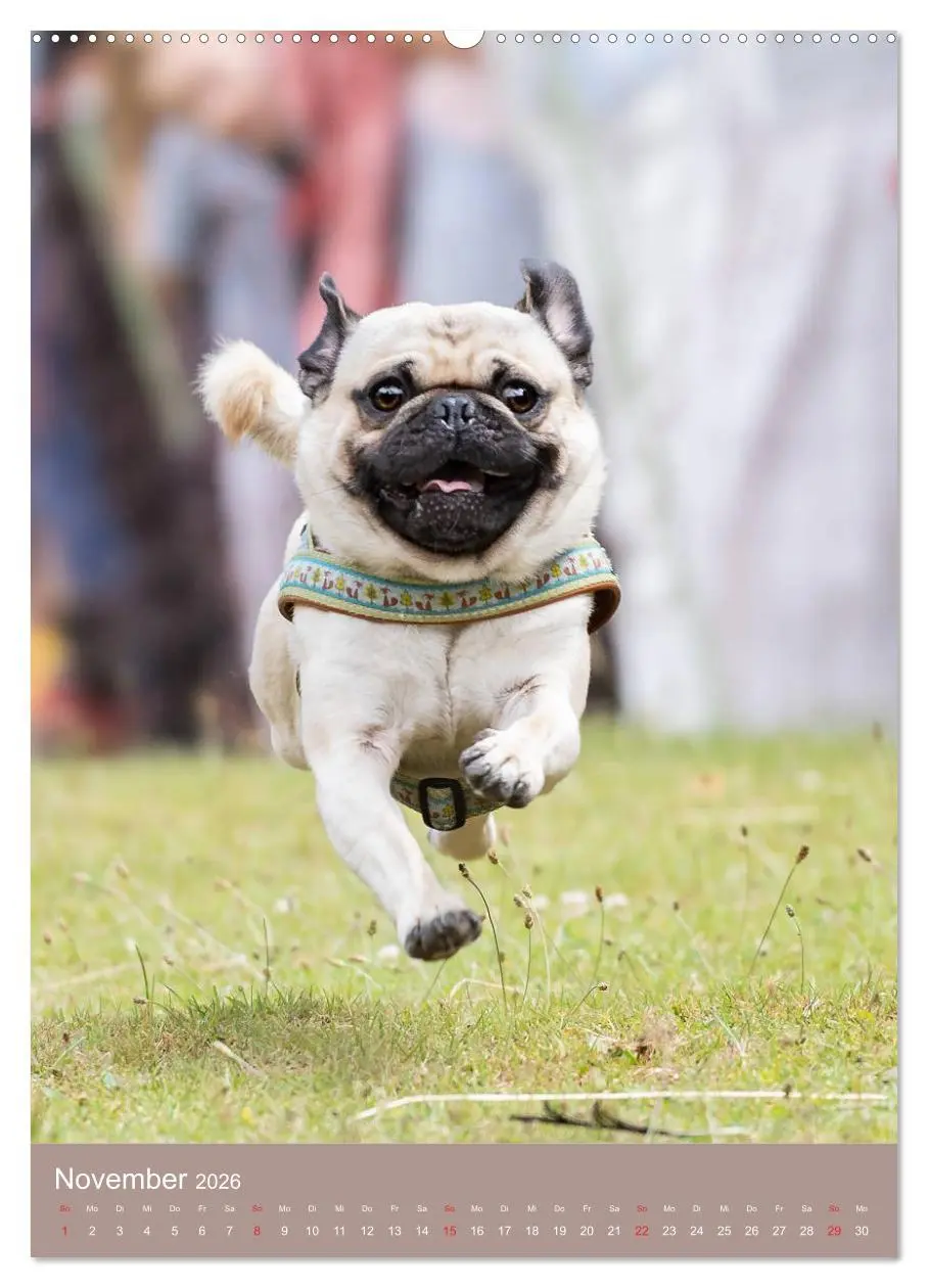 Bild: 9783516390773 | Mops-Rennen (hochwertiger Premium Wandkalender 2026 DIN A2 hoch),...