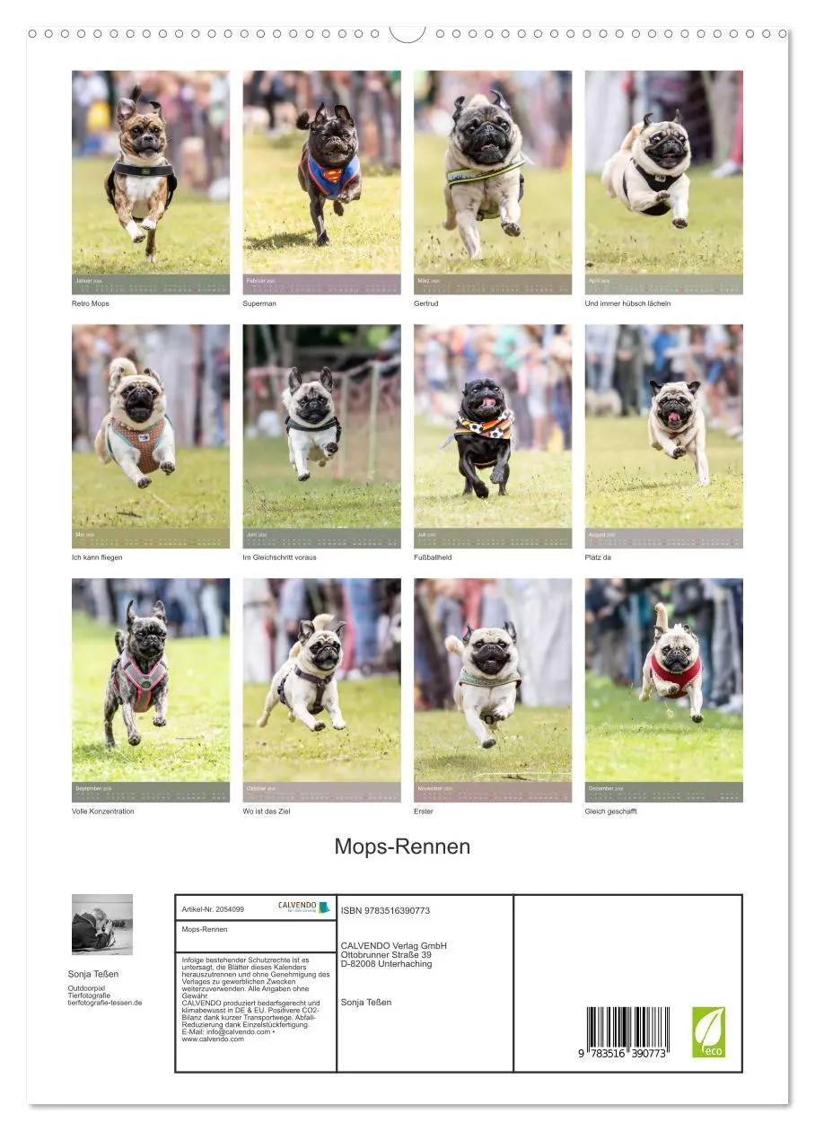 Bild: 9783516390773 | Mops-Rennen (hochwertiger Premium Wandkalender 2026 DIN A2 hoch),...
