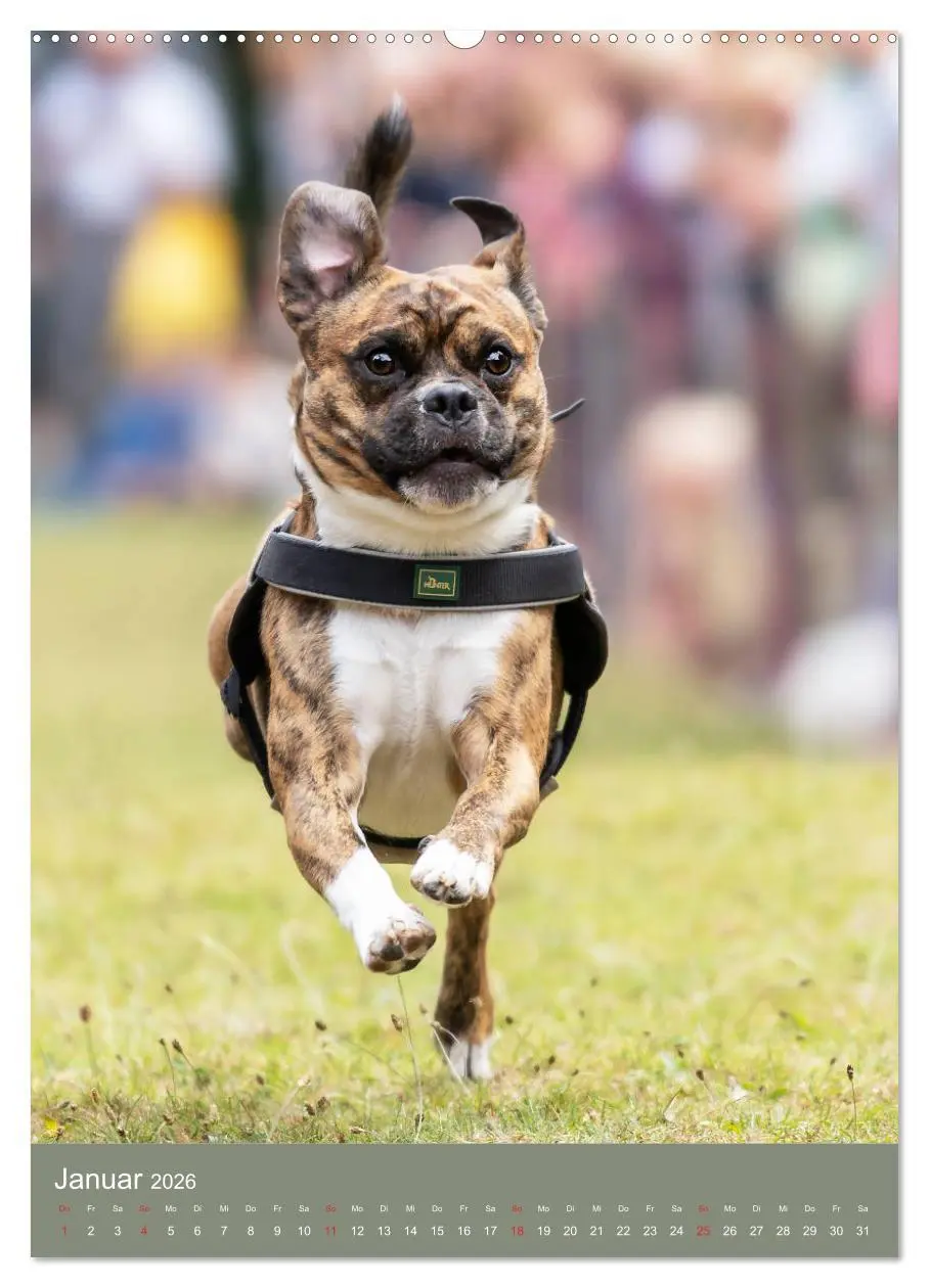 Bild: 9783516390773 | Mops-Rennen (hochwertiger Premium Wandkalender 2026 DIN A2 hoch),...