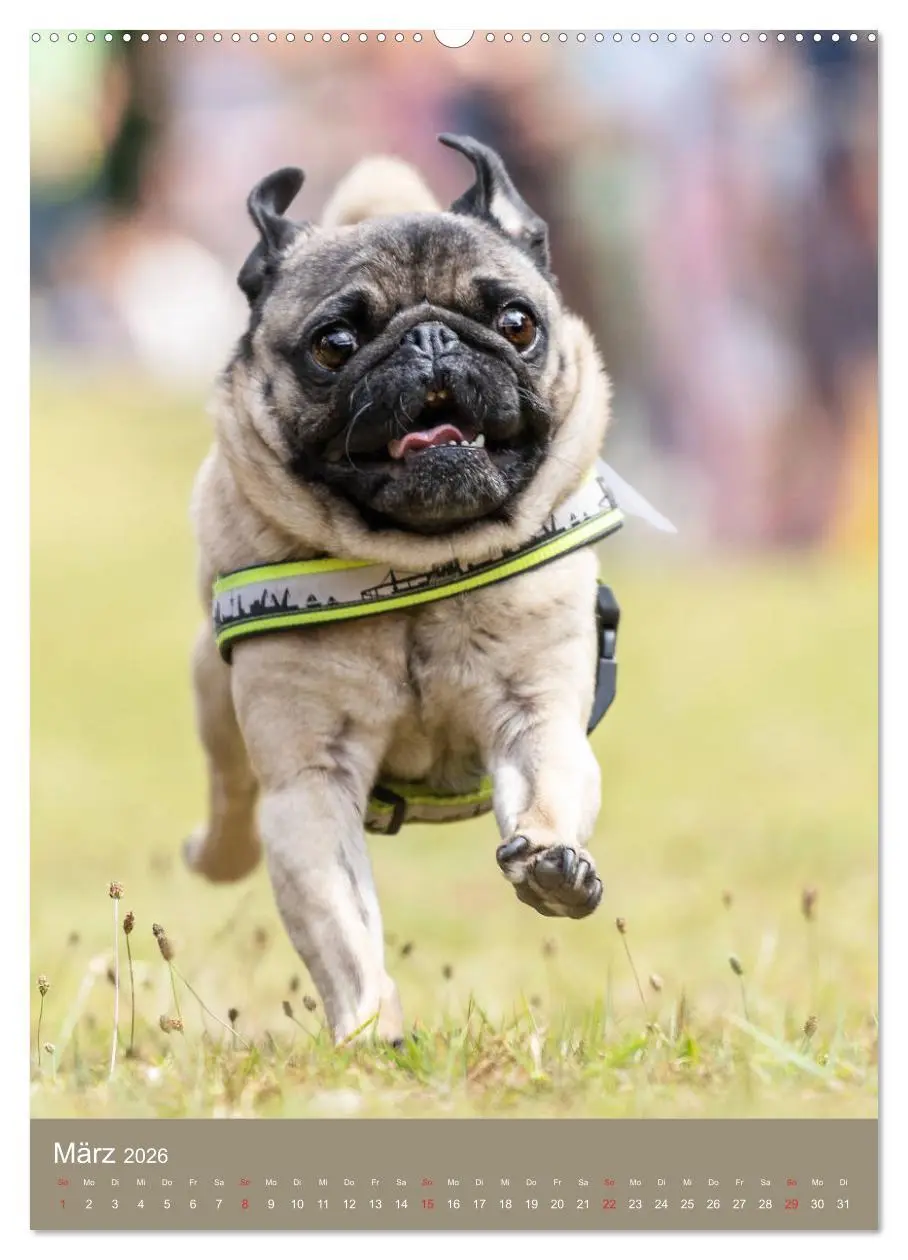 Bild: 9783516390773 | Mops-Rennen (hochwertiger Premium Wandkalender 2026 DIN A2 hoch),...