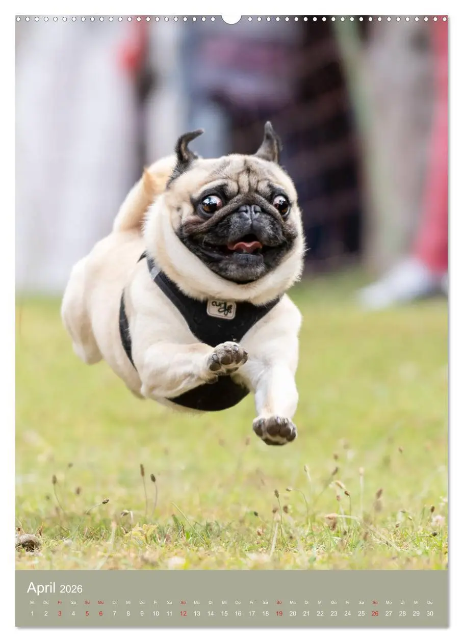 Bild: 9783516390773 | Mops-Rennen (hochwertiger Premium Wandkalender 2026 DIN A2 hoch),...