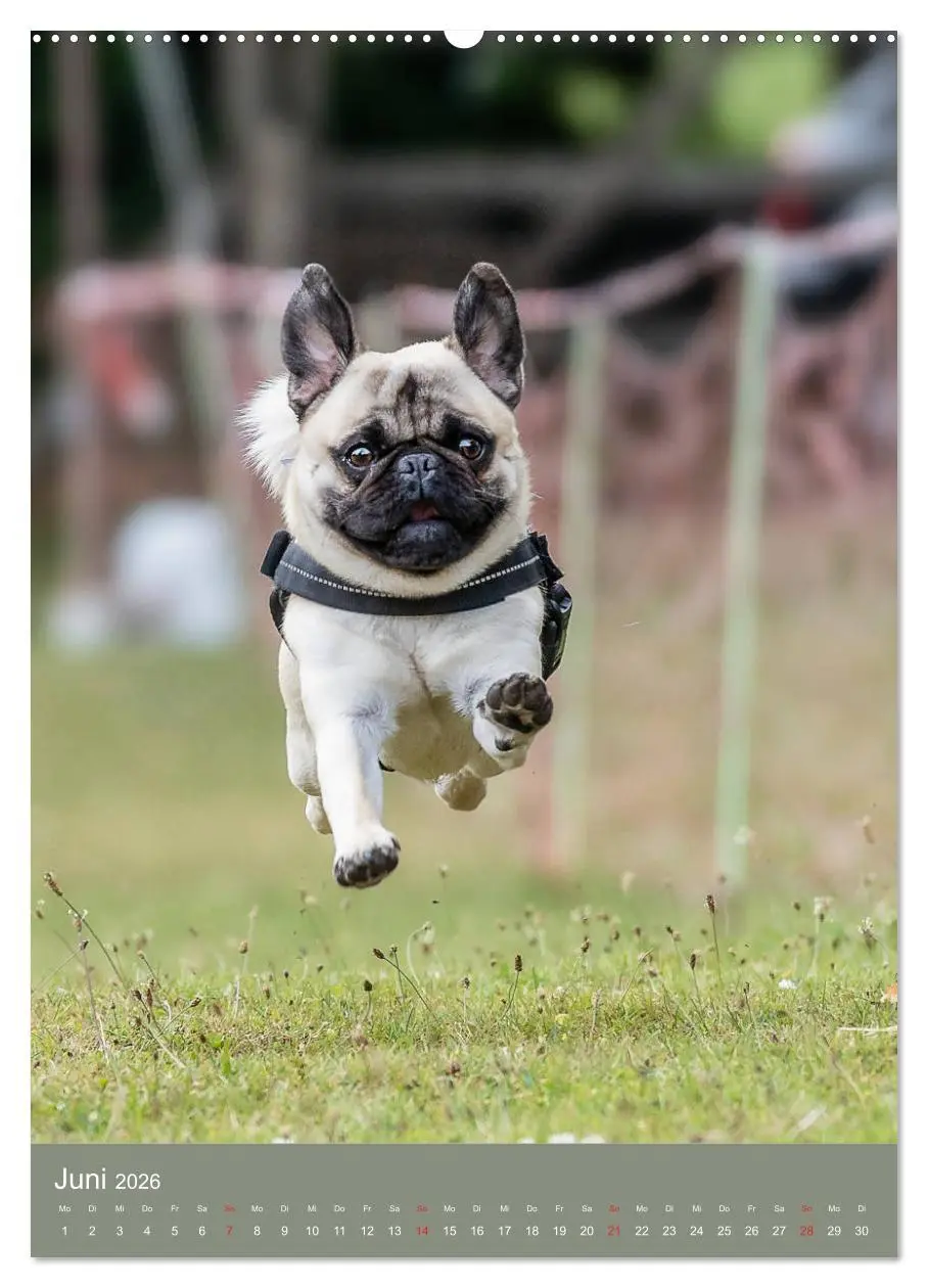 Bild: 9783516390773 | Mops-Rennen (hochwertiger Premium Wandkalender 2026 DIN A2 hoch),...