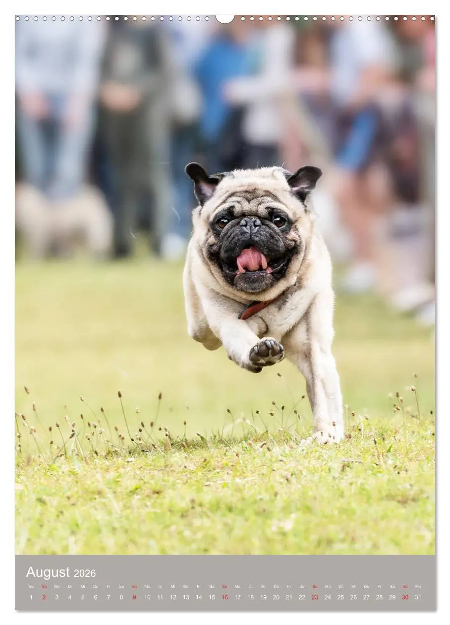 Bild: 9783516390773 | Mops-Rennen (hochwertiger Premium Wandkalender 2026 DIN A2 hoch),...
