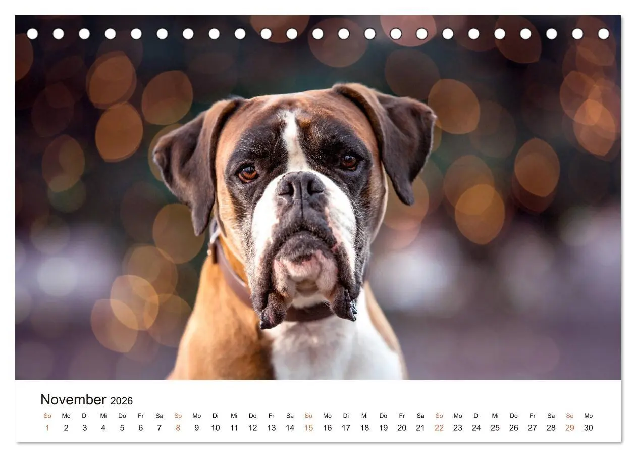 Bild: 9783457670873 | Deutscher Boxer (Tischkalender 2026 DIN A5 quer), CALVENDO...
