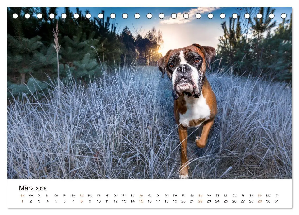 Bild: 9783457670873 | Deutscher Boxer (Tischkalender 2026 DIN A5 quer), CALVENDO...