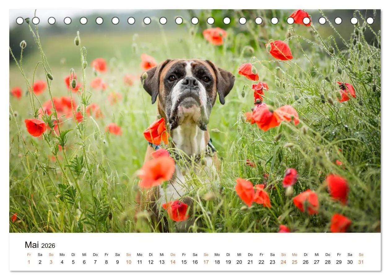 Bild: 9783457670873 | Deutscher Boxer (Tischkalender 2026 DIN A5 quer), CALVENDO...
