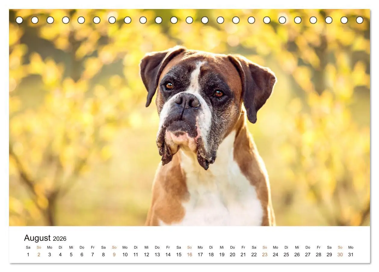 Bild: 9783457670873 | Deutscher Boxer (Tischkalender 2026 DIN A5 quer), CALVENDO...