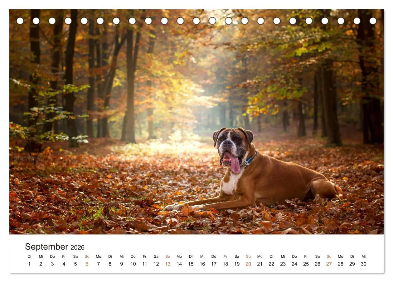 Bild: 9783457670873 | Deutscher Boxer (Tischkalender 2026 DIN A5 quer), CALVENDO...
