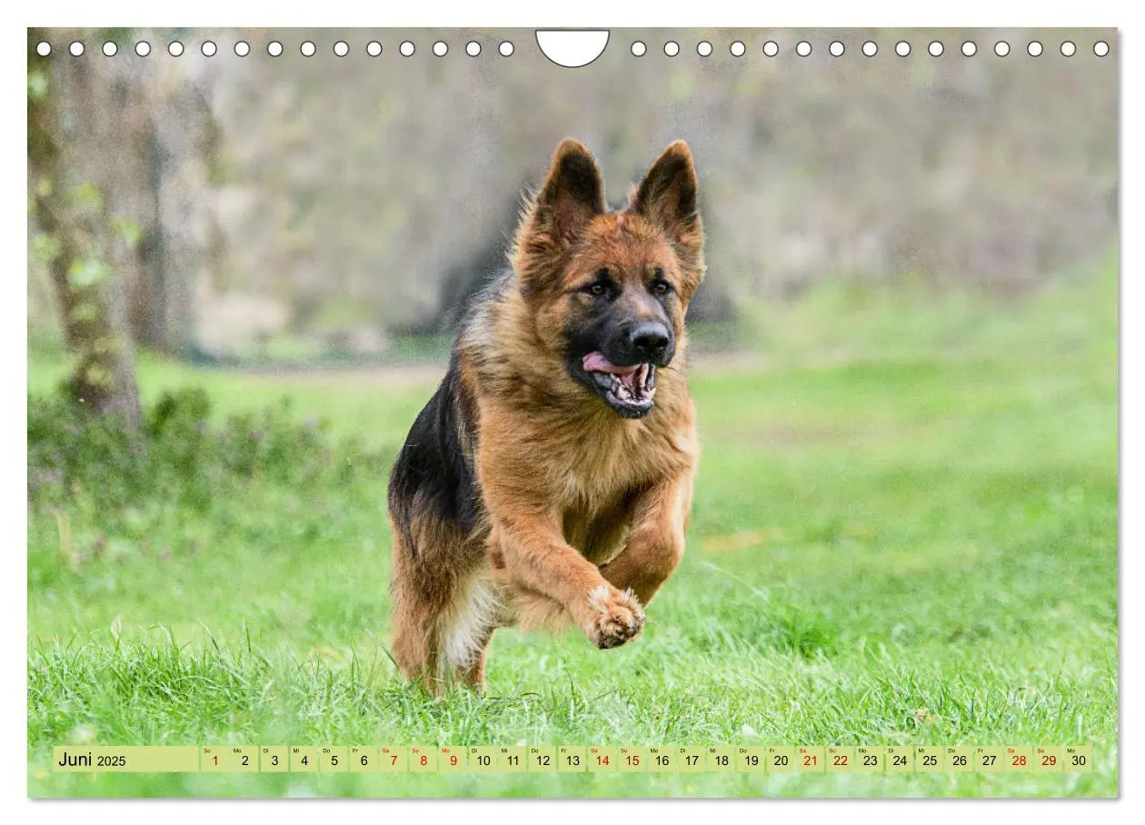 Bild: 9783383860973 | Altdeutsche Schäferhunde - Traumhafte Schäferhunde Langstockhaar...