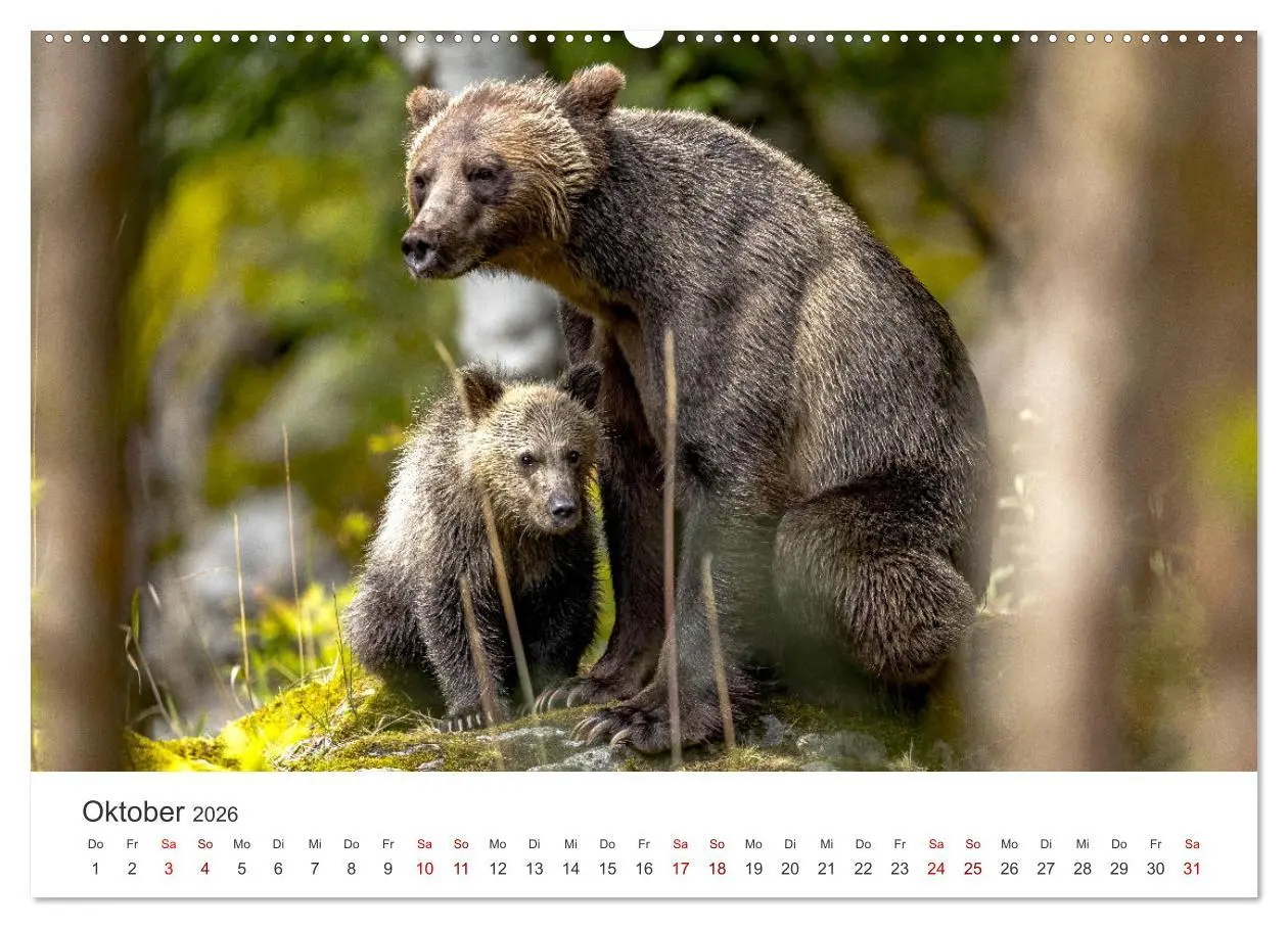 Bild: 9783457420973 | Bären - Pandas, Grizzlybären und Co. (hochwertiger Premium...
