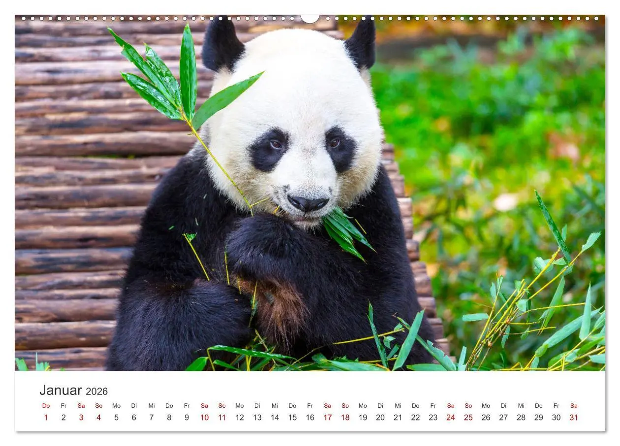 Bild: 9783457420973 | Bären - Pandas, Grizzlybären und Co. (hochwertiger Premium...