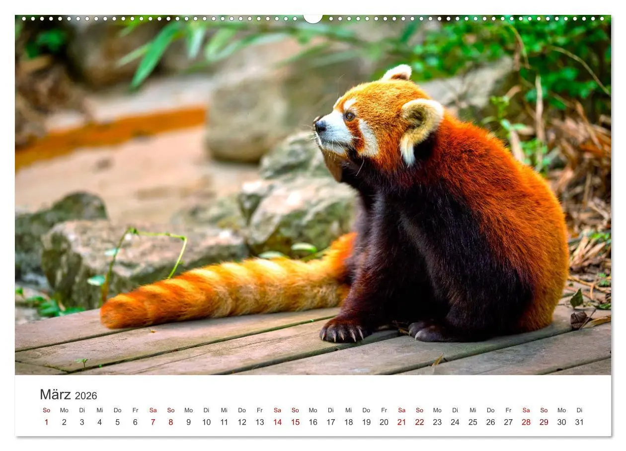 Bild: 9783457420973 | Bären - Pandas, Grizzlybären und Co. (hochwertiger Premium...