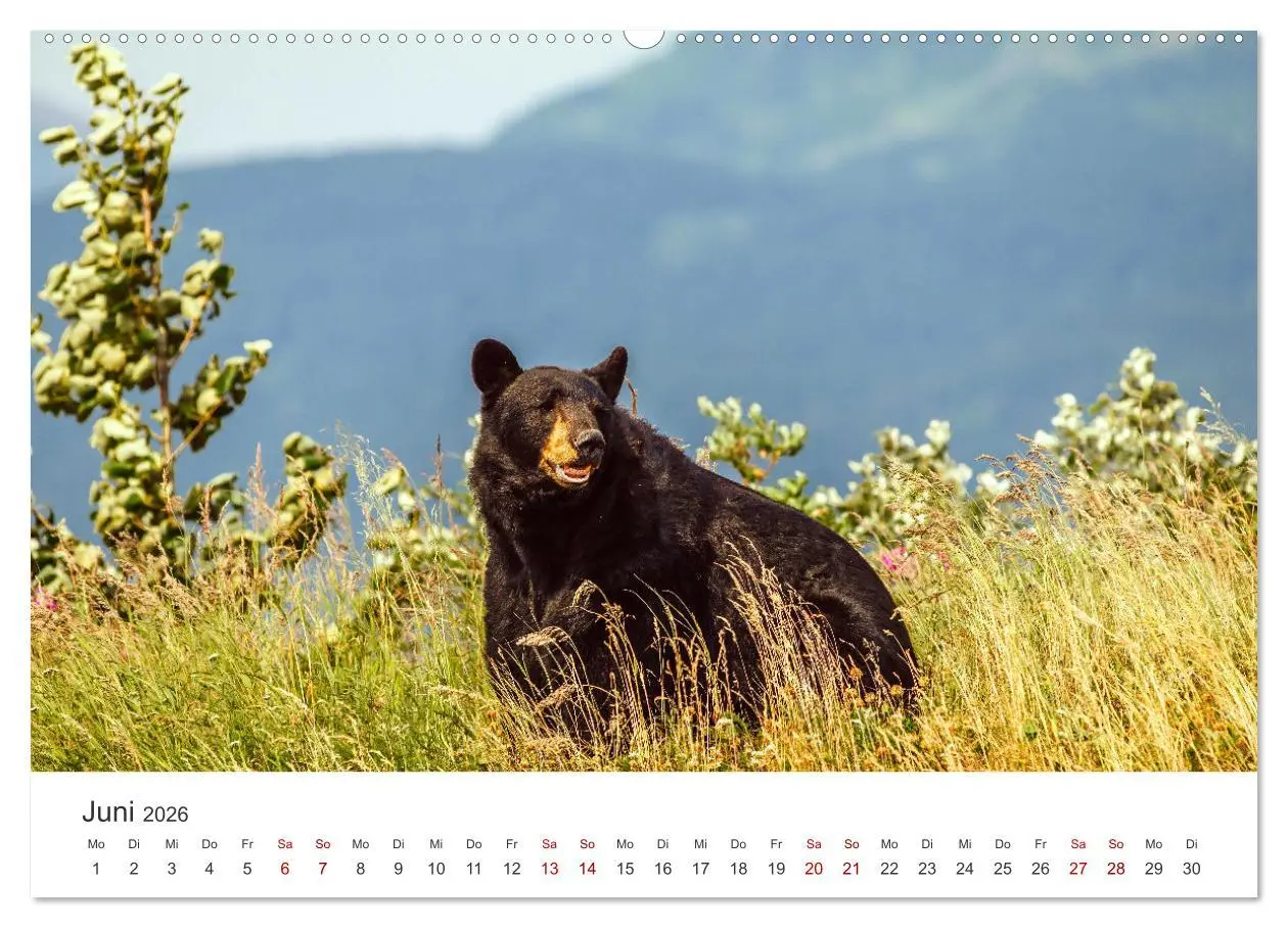 Bild: 9783457420973 | Bären - Pandas, Grizzlybären und Co. (hochwertiger Premium...
