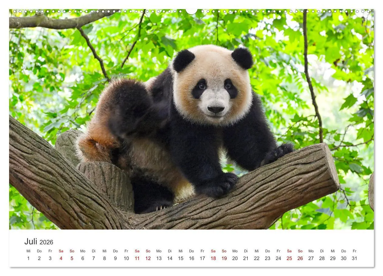 Bild: 9783457420973 | Bären - Pandas, Grizzlybären und Co. (hochwertiger Premium...