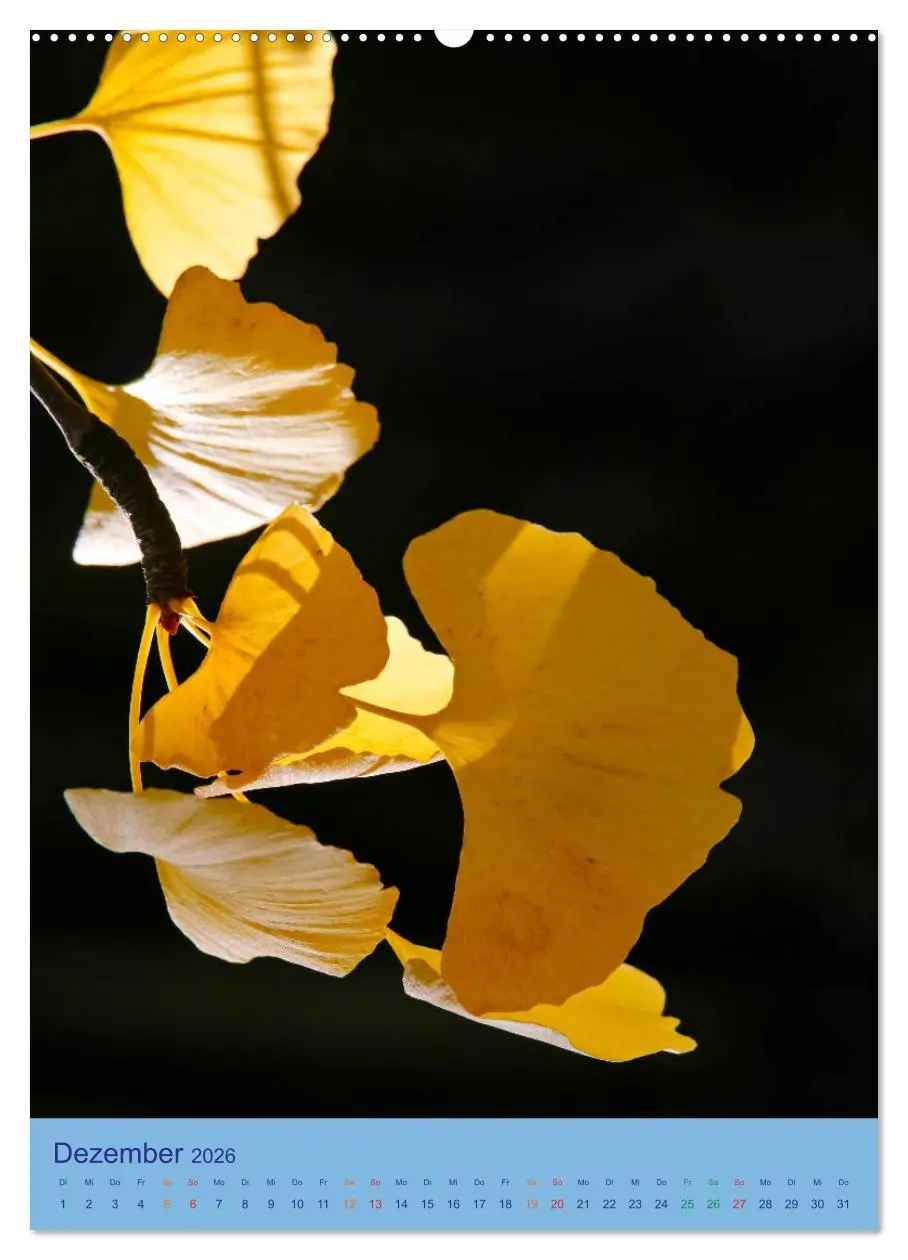 Bild: 9783516401073 | Ginkgo (Wandkalender 2026 DIN A2 hoch), CALVENDO Monatskalender | 2026