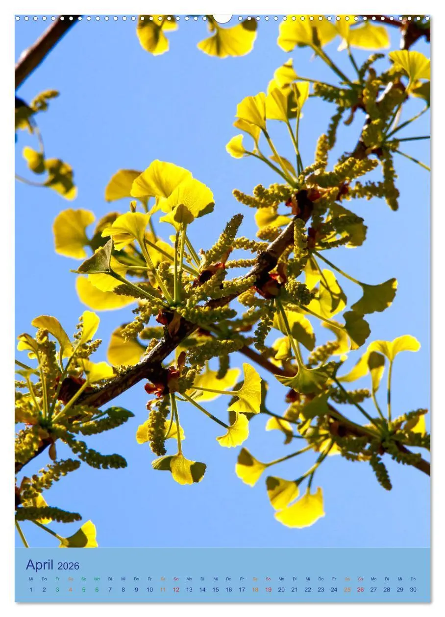 Bild: 9783516401073 | Ginkgo (Wandkalender 2026 DIN A2 hoch), CALVENDO Monatskalender | 2026