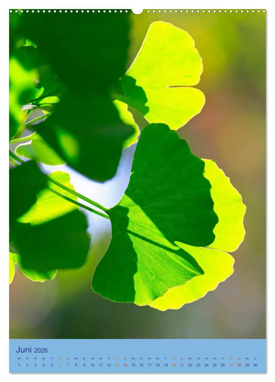 Bild: 9783516401073 | Ginkgo (Wandkalender 2026 DIN A2 hoch), CALVENDO Monatskalender | 2026