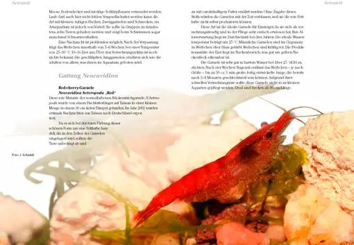 Bild: 9783866591073 | Art für Art: Zwerggarnelen | Michael Wolfinger (u. a.) | Taschenbuch