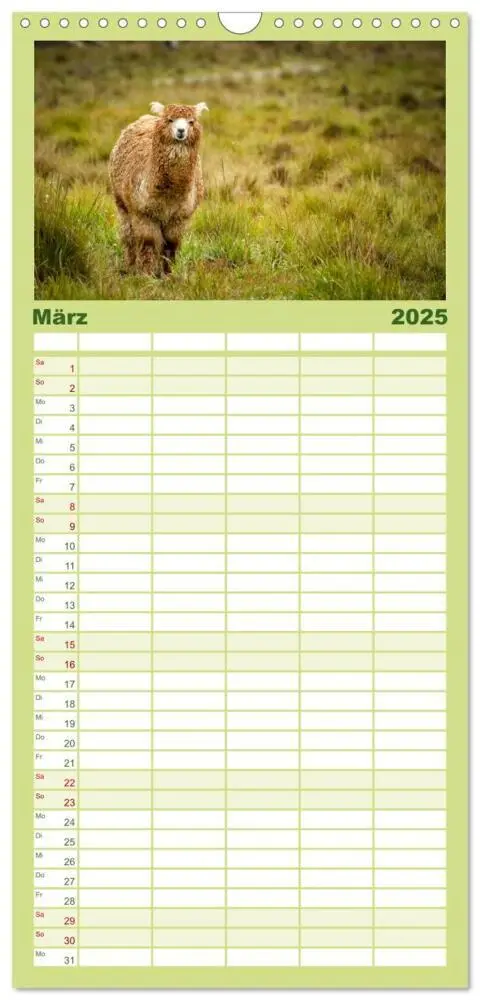 Bild: 9783457091173 | Familienplaner 2025 - Unter Lamas und Alpakas mit 5 Spalten...