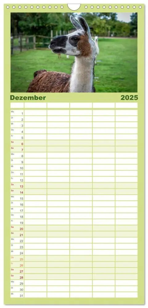 Bild: 9783457091173 | Familienplaner 2025 - Unter Lamas und Alpakas mit 5 Spalten...